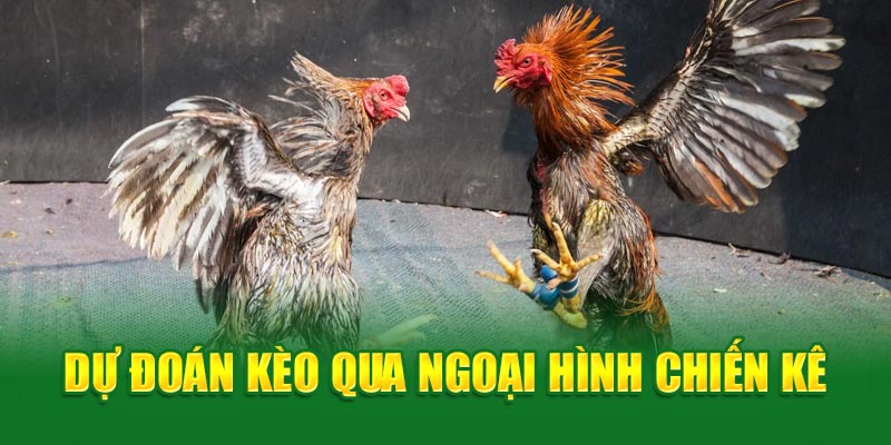 Dự đoán kèo qua ngoại hình chiến kê 