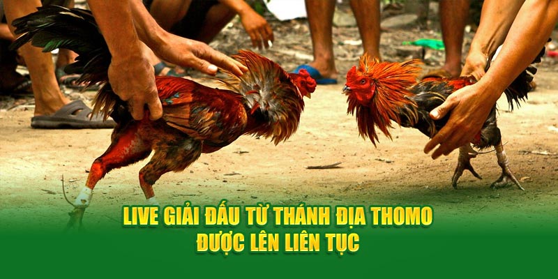 Live giải đấu từ thánh địa Thomo được lên liên tục 