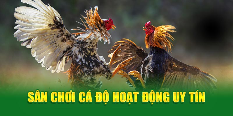 Sân chơi cá độ hoạt động uy tín